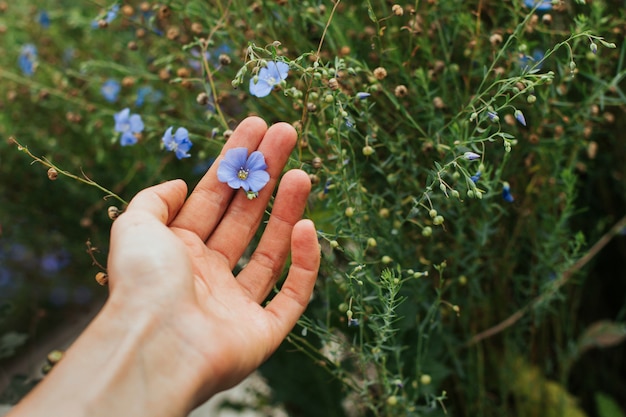 女性の手で青い亜麻の花