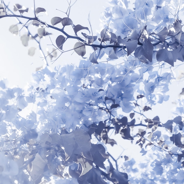 Blue floral composition