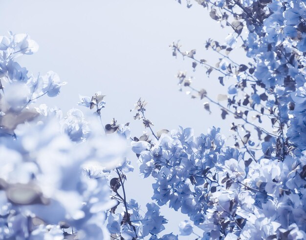 사진 푸른 꽃 구성