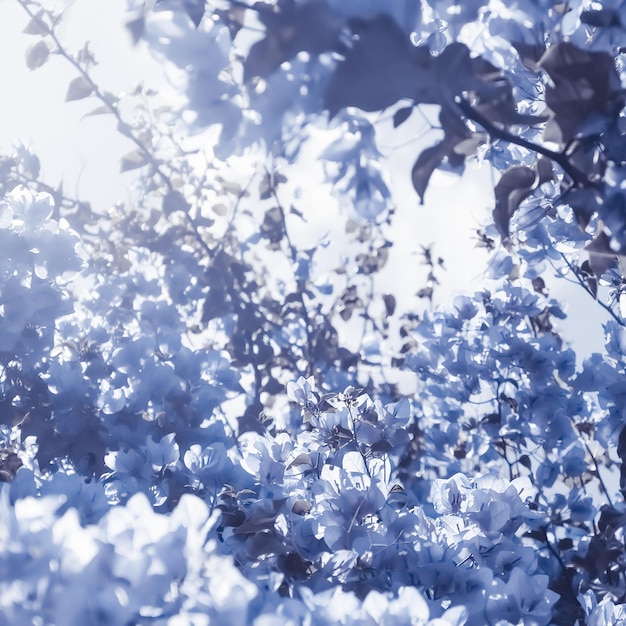 Blue floral composition