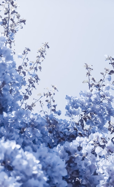 Синяя цветочная композиция