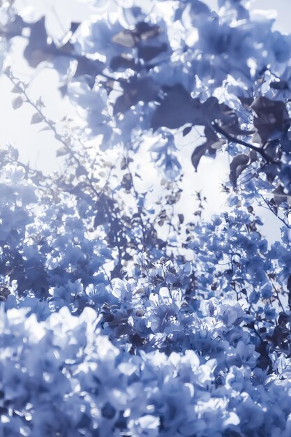 Blue floral composition