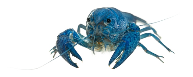 Blue Florida Crayfish