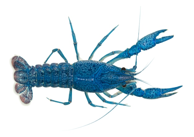 Blue Florida Crayfish