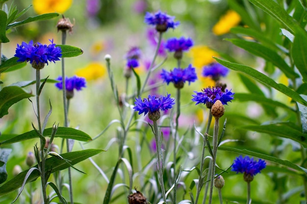 Blue flower on a bed of green in the garden