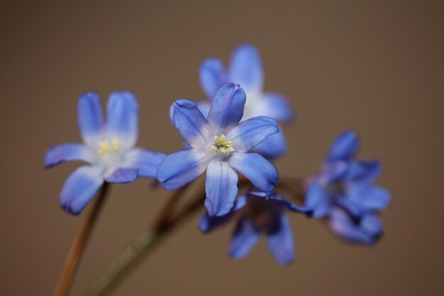 Blue flower blossom close up botanical background scilla luciliae speta family asparagaceae high quality big size prints