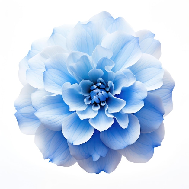 Blue Flower Blossom Isolated on White Background