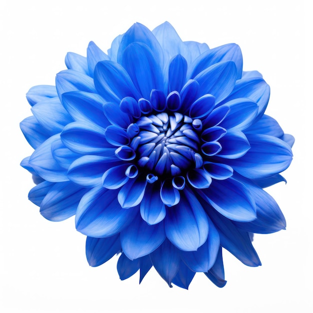 Голубой цветок на белом фоне
