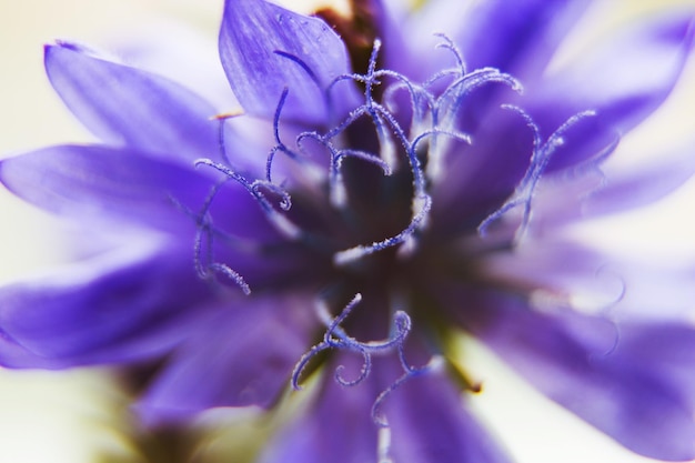 Blue flower closeup cornflower