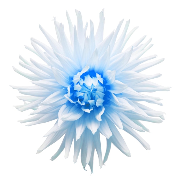 Blue flower dahlia isolated on white background Flat lay top view