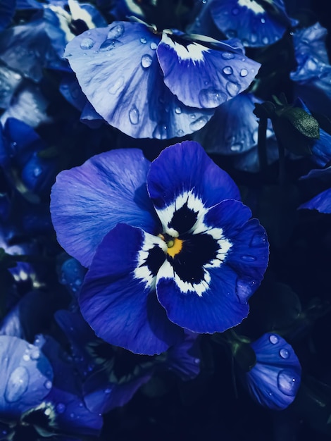 Blue flower on dark background floral and nature