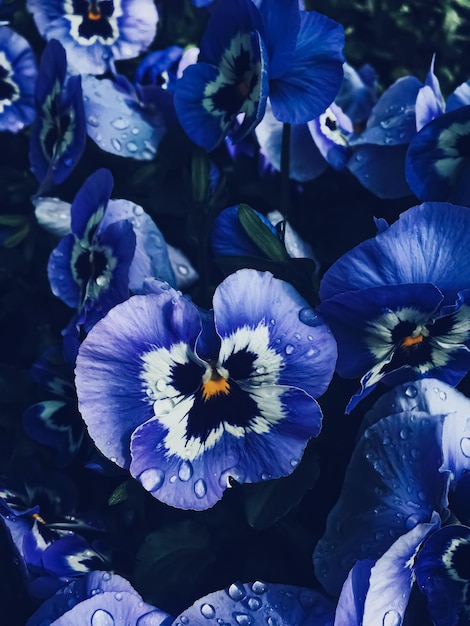 Foto fiore blu su sfondo scuro floreale e natura