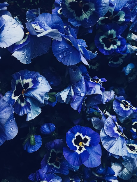 Premium Photo | Blue flower on dark background floral and nature
