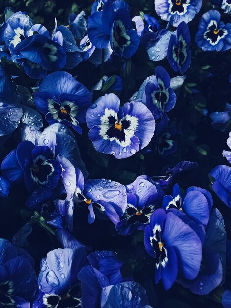 Blue flower on dark background floral and nature