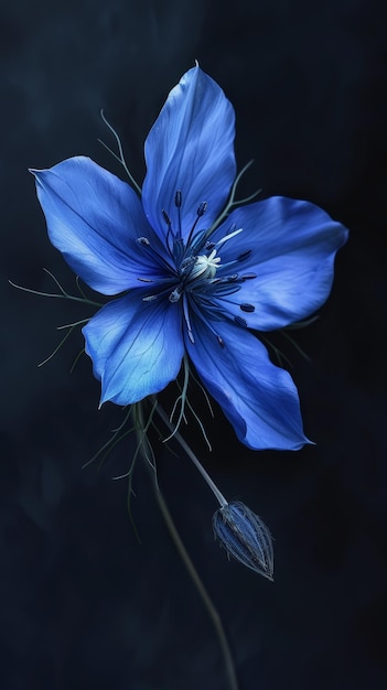 Blue flower on a dark background