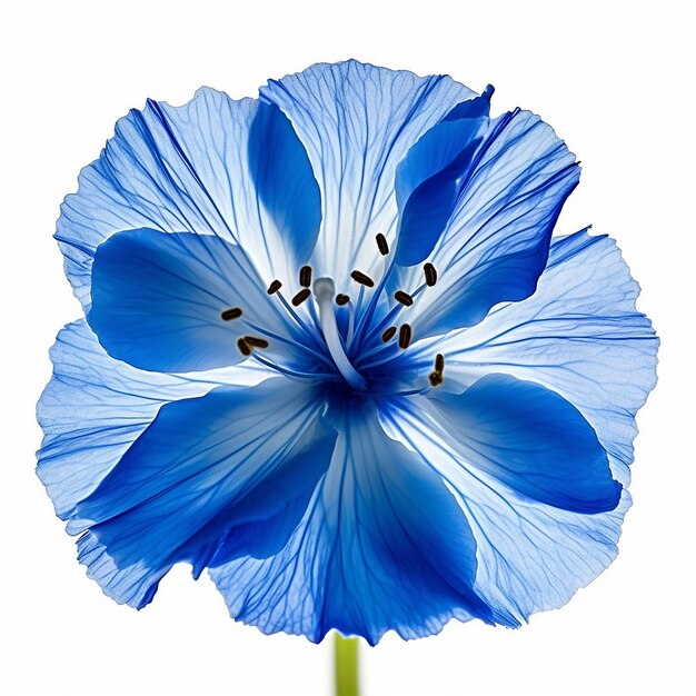 A Blue Flower Elevation Isolated on Clean Background