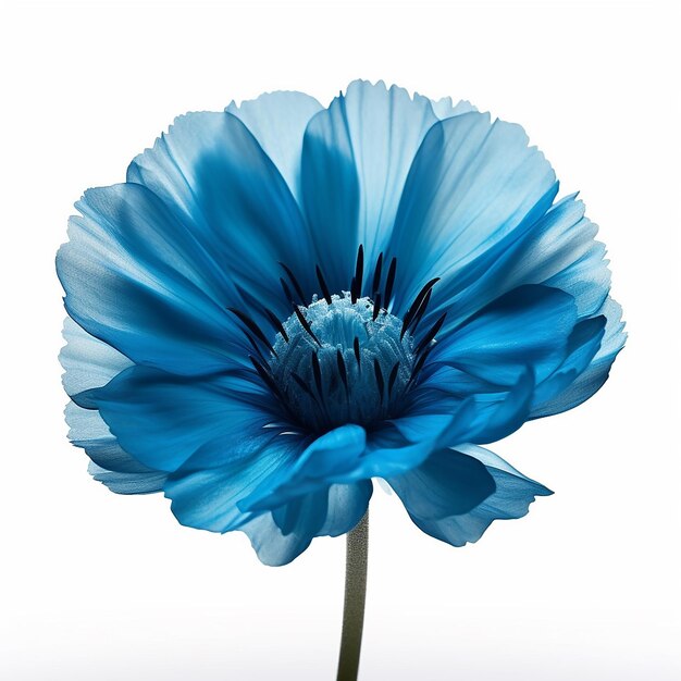 A Blue Flower Elevation Isolated on Clean Background