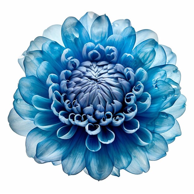 Blue flower elevation isolated on clear background
