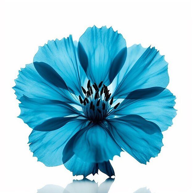 Blue Flower Elevation Isolated on Clear