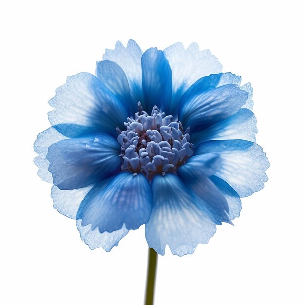 Photo blue flower elevation isolated