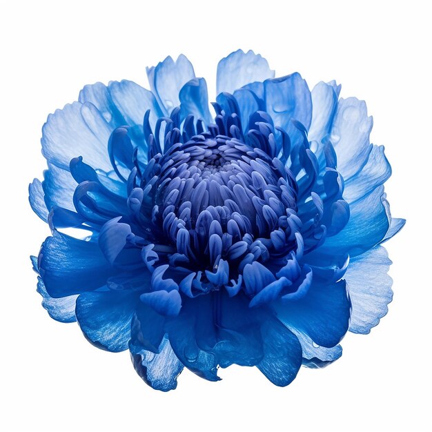 Photo blue flower elevation