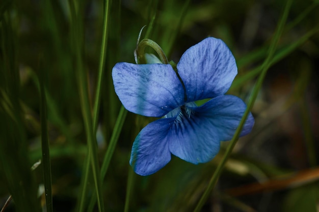 A blue flower in the grass un Spring