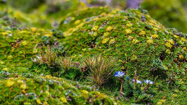 Blue flower on green background