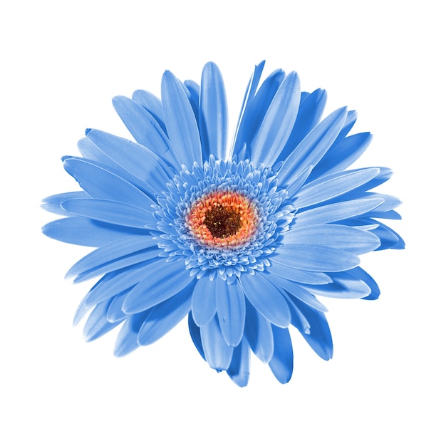 Blue flower isolated on white background