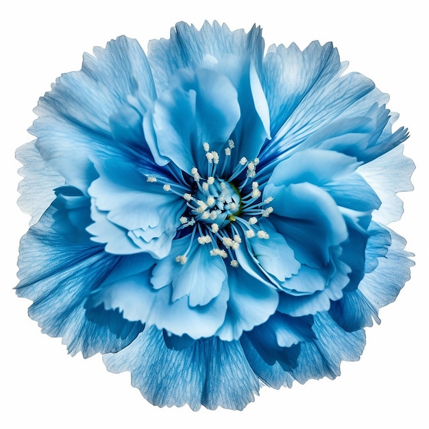 Blue Flower Isolation on Clear