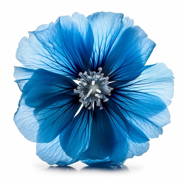 Blue Flower Isolation on Clear