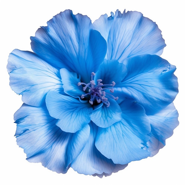 Blue Flower Isolation on Clear