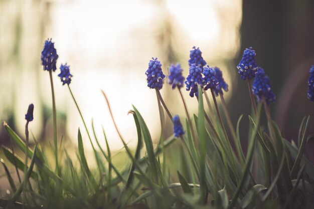 Blue flower muscari in spring outdoors