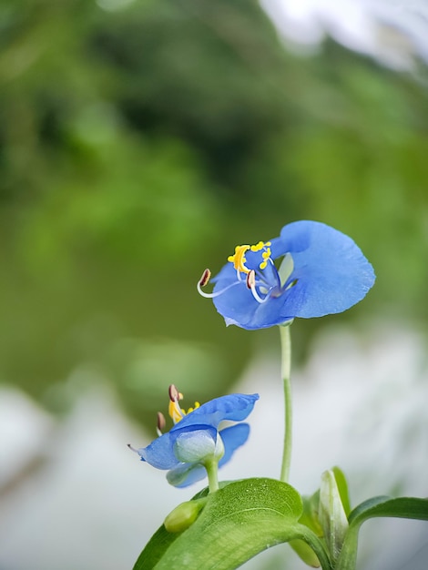 Photo blue flower in nature garden