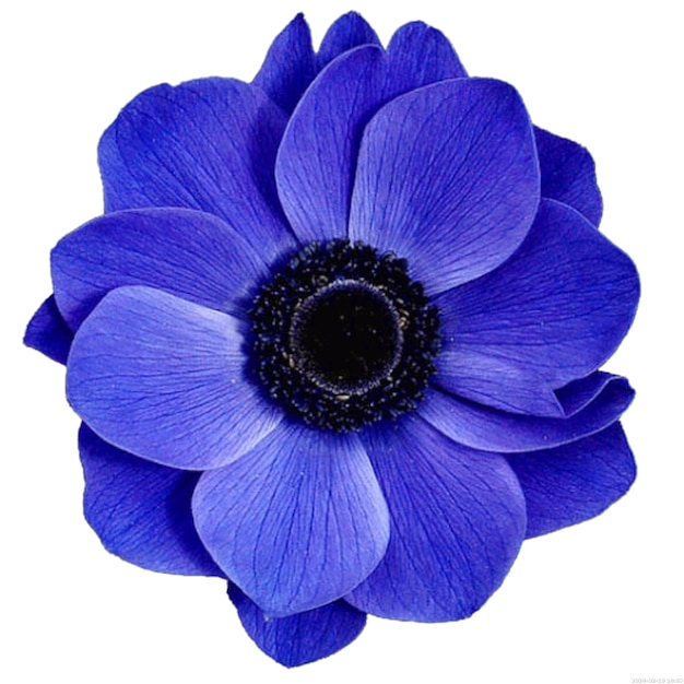 Blue flower Rose flower purple blue violet png