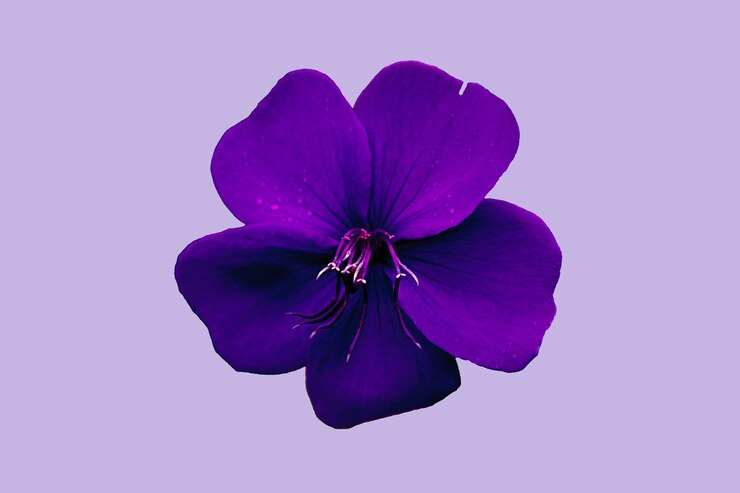 Photo blue flower - spain