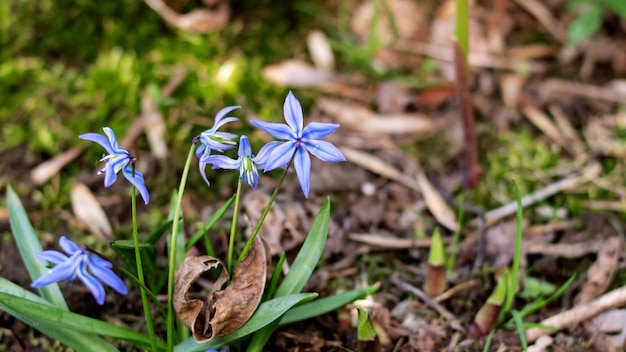 Blue flower spillway in a flowerbed with green leaves