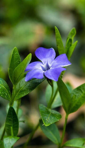 a blue flower that is outside with the rain on it