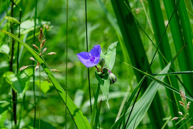 Photo blue flower of tradescantia virginiana plant commonly known as virginia spiderwort or bluejacket