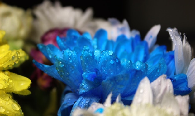 A blue flower in a vase with water drops.