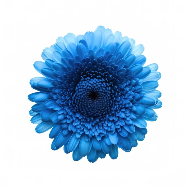 Blue flower on a white background