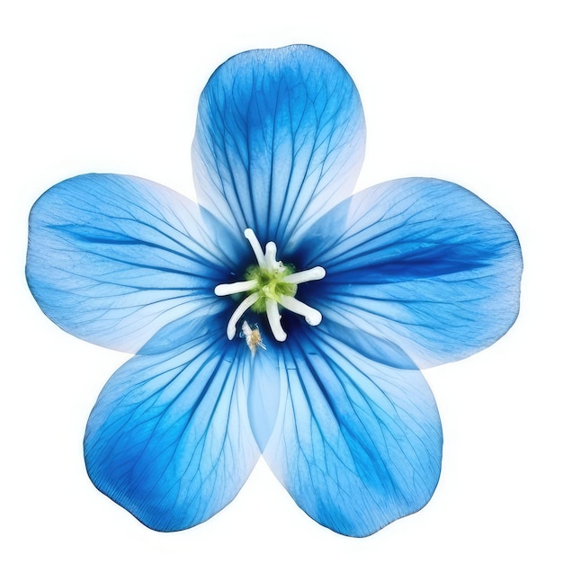 A blue flower with a green stem and a white background