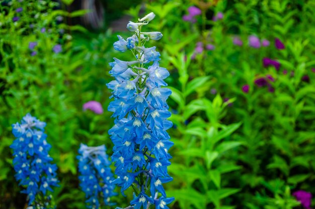 背景に紫色の花を持つ青い花