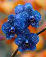 Photo a blue flower with raindrops on it