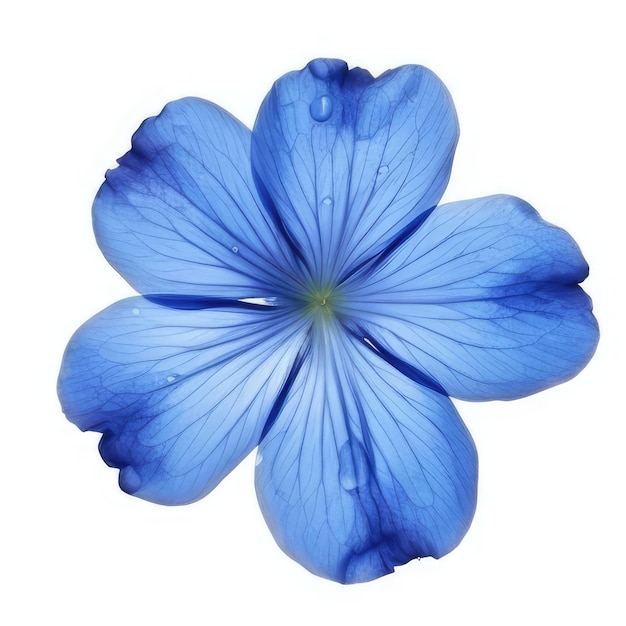 水滴がついた青い花