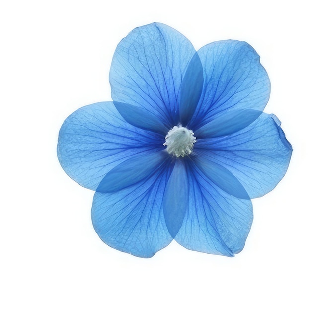 白い背景に青い花びらを持つ青い花。