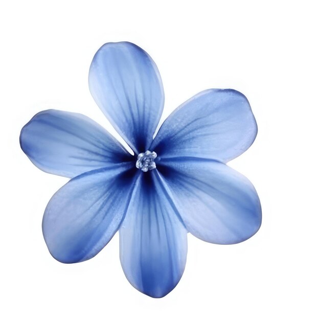 A blue flower with a white center that says'the name of the blue flower '