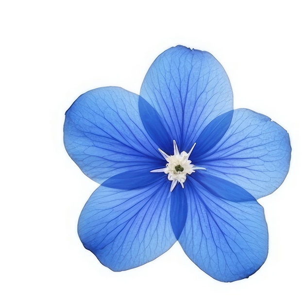 A blue flower with a white center and a white background.