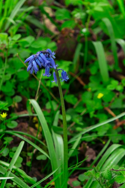 Photo a blue flower with the word 