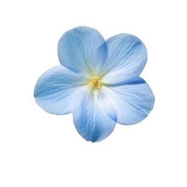 A blue flower with a yellow center and the center of the center.