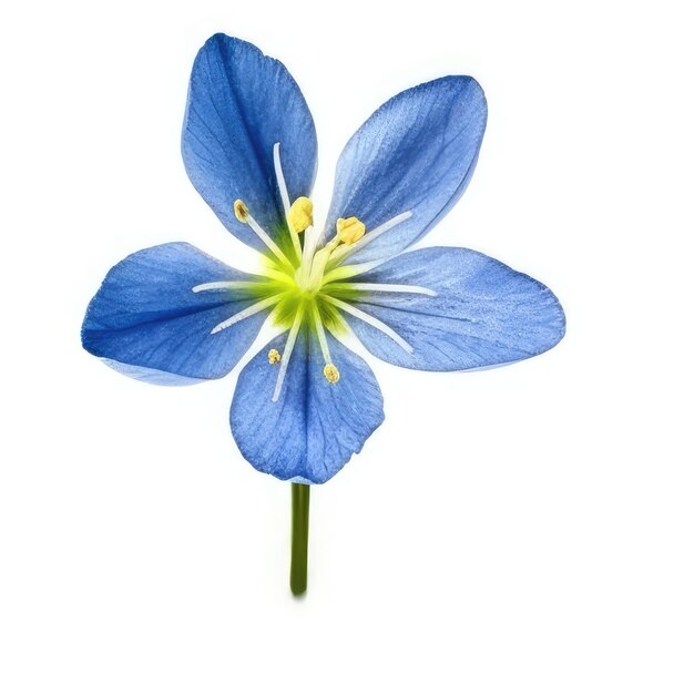 A blue flower with yellow centers is shown in the picture.